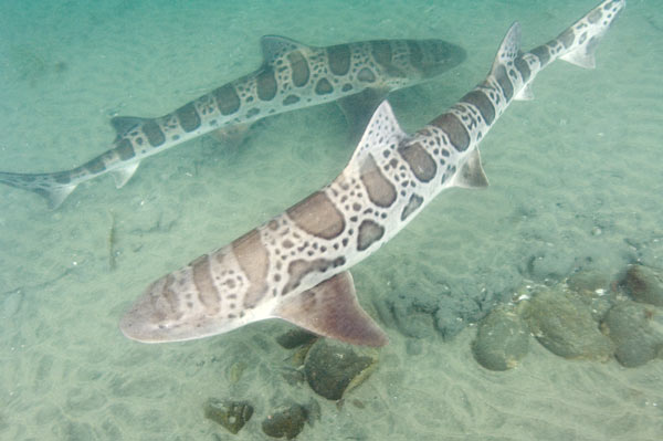 File:Leopard Shark.jpg