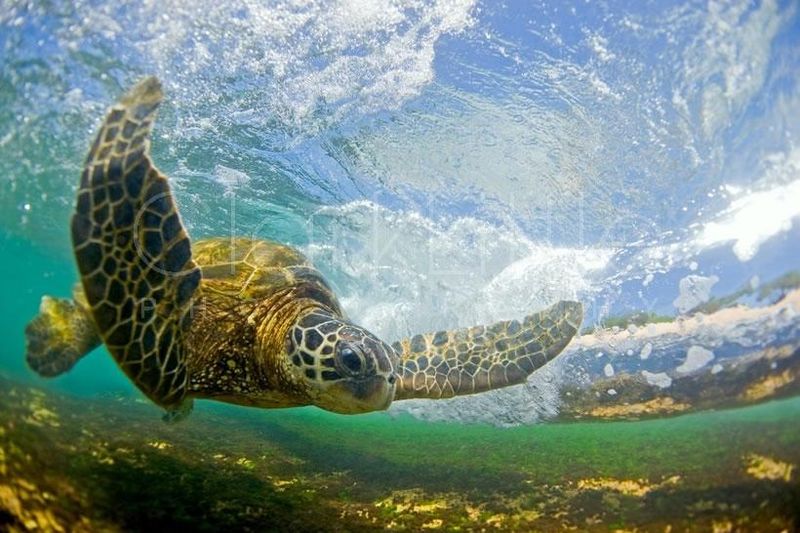 File:Honu.jpg